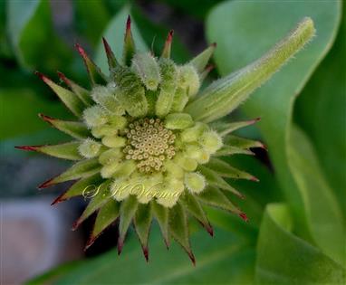  Infructescence (Young)
